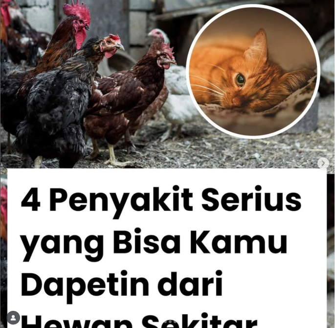 Empat hewan ini mungkin sering kamu temui